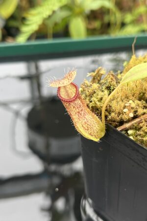 Close Up of Nepenthes burkei x hamata | Borneo Exotics | BE-3747 | 20838