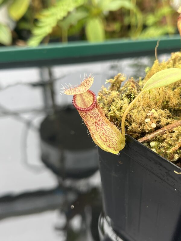 Close Up of Nepenthes burkei x hamata | Borneo Exotics | BE-3747 | 20838