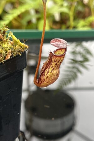 Close Up of Nepenthes ceciliae | Borneo Exotics | BE-3956 | 20818