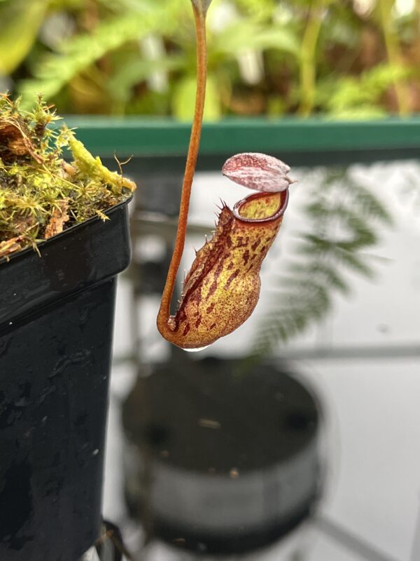 Close Up of Nepenthes ceciliae | Borneo Exotics | BE-3956 | 20818