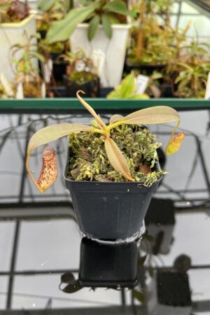 Close Up of Nepenthes ceciliae | Borneo Exotics | BE-4600 | IN21006