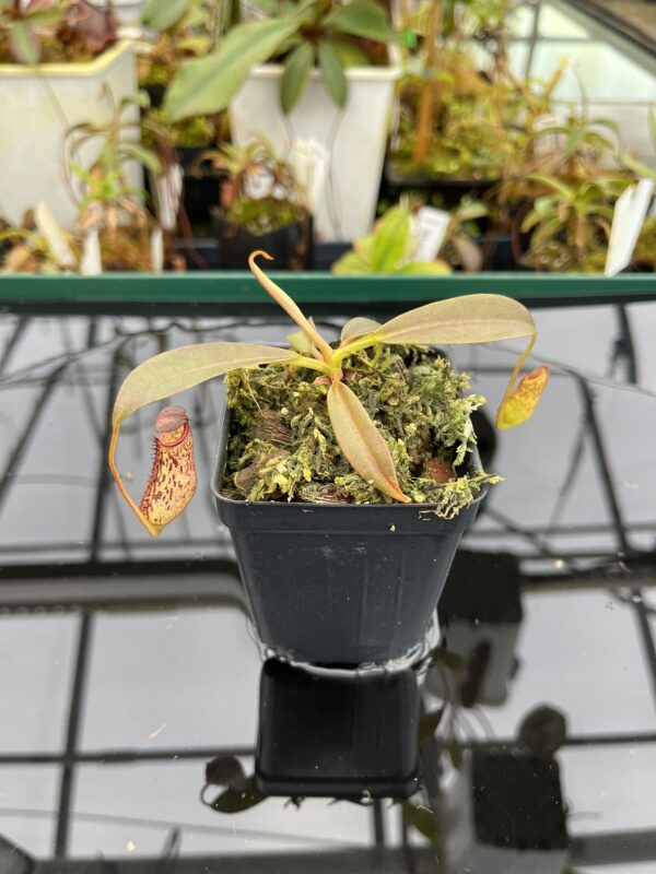 Close Up of Nepenthes ceciliae | Borneo Exotics | BE-4600 | IN21006