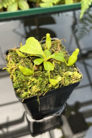 Close Up of Nepenthes clipeata | Florae | FC-265.01 | Florae Collaborative | FC-265.01 | 20735