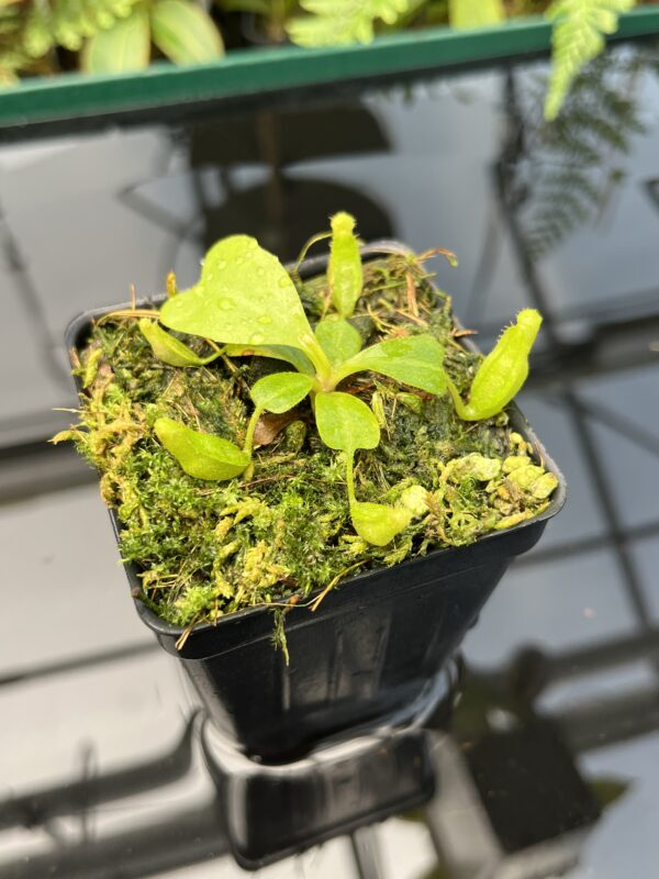 Close Up of Nepenthes clipeata | Florae | FC-265.01 | Florae Collaborative | FC-265.01 | 20735
