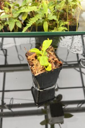 Close Up of Nepenthes clipeata | Florae | FC-265.02 | Florae Collaborative | FC-265.02 | 20827