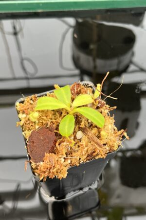 Close Up of Nepenthes clipeata | Florae | FC-265.02 | Florae Collaborative | FC-265.02 | IN21014