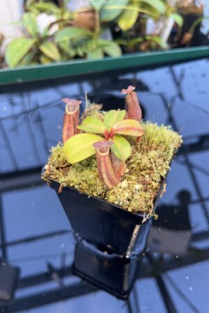 Close Up of Nepenthes dactylifera (formerly N. fusca) | Borneo Exotics | BE-3070 | 20892
