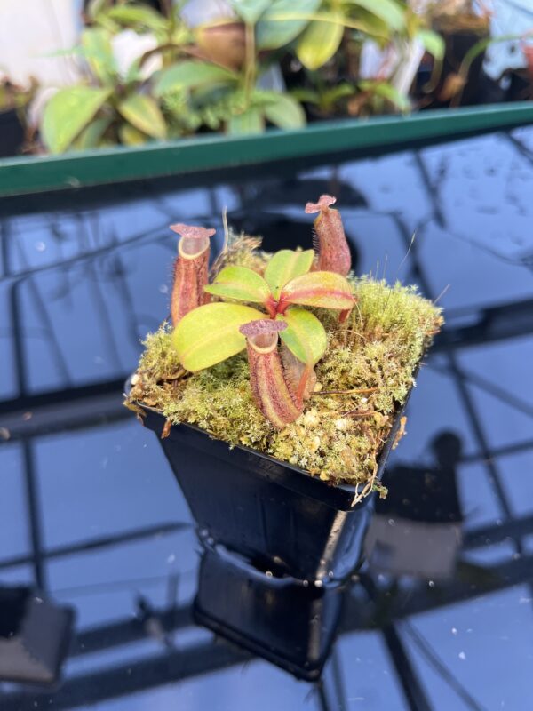 Close Up of Nepenthes dactylifera (formerly N. fusca) | Borneo Exotics | BE-3070 | 20892