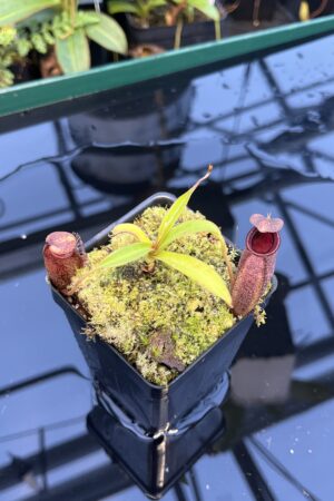 Close Up of Nepenthes densiflora x aristolochioides | Borneo Exotics | BE-4076 | 20891