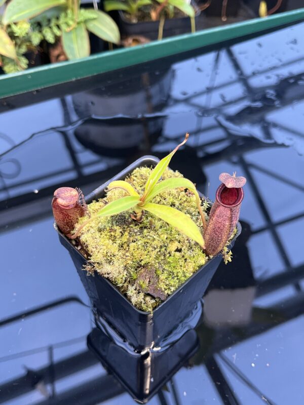 Close Up of Nepenthes densiflora x aristolochioides | Borneo Exotics | BE-4076 | 20891