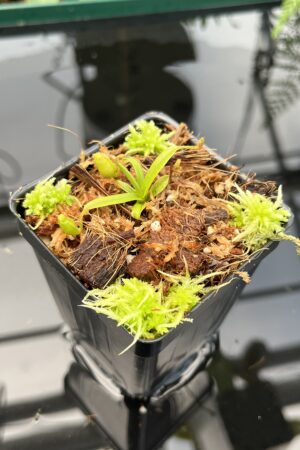 Close Up of Nepenthes diabolica | Florae Collaborative | FC-071.IC | 20746