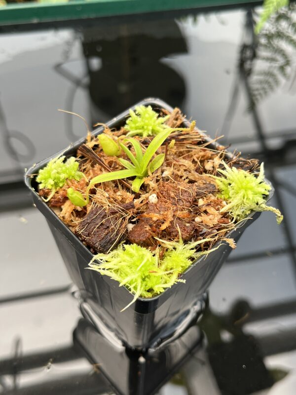 Close Up of Nepenthes diabolica | Florae Collaborative | FC-071.IC | 20746