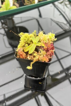 Close Up of Nepenthes diabolica x hamata | Andreas Wistuba | AW-01 | 20957