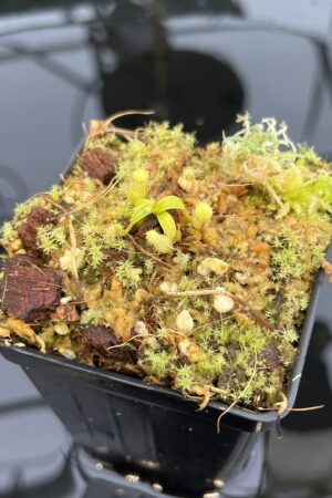 Close Up of Nepenthes (diabolica x hamata) x (diabolica x hamata) pod #1 | MKS | Florae | Florae Collaborative | FC-430.01 | 21040