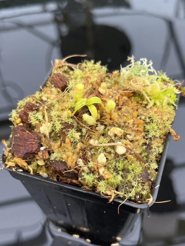 Close Up of Nepenthes (diabolica x hamata) x (diabolica x hamata) pod #1 | MKS | Florae | Florae Collaborative | FC-430.01 | 21040