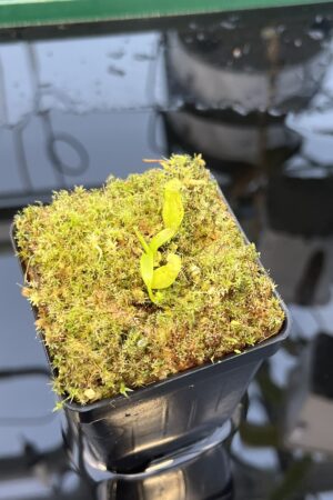 Close Up of Nepenthes (diabolica x hamata) x (diabolica x hamata) pod #1 | MKS | Florae | Florae Collaborative | FC-430.03 | 20873