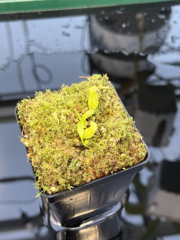 Close Up of Nepenthes (diabolica x hamata) x (diabolica x hamata) pod #1 | MKS | Florae | Florae Collaborative | FC-430.03 | 20873