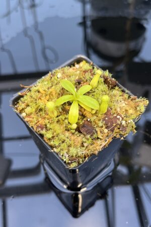 Close Up of Nepenthes (diabolica x hamata) x mantalingajanensis AW | MKS | Florae | Clone 1 | Florae Collaborative | FC-429.01 | 20880