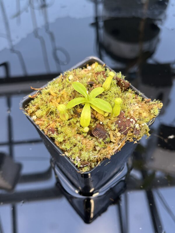 Close Up of Nepenthes (diabolica x hamata) x mantalingajanensis AW | MKS | Florae | Clone 1 | Florae Collaborative | FC-429.01 | 20880
