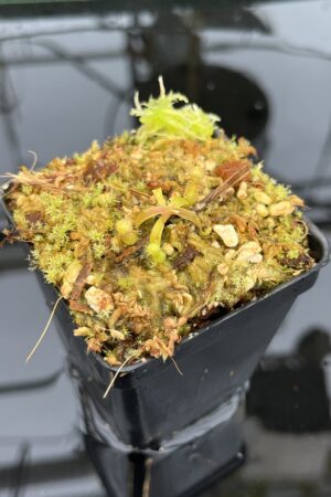 Close Up of Nepenthes (diabolica x hamata) x mantalingajanensis AW | MKS | Florae | Florae Collaborative | FC-429.02 | H21042