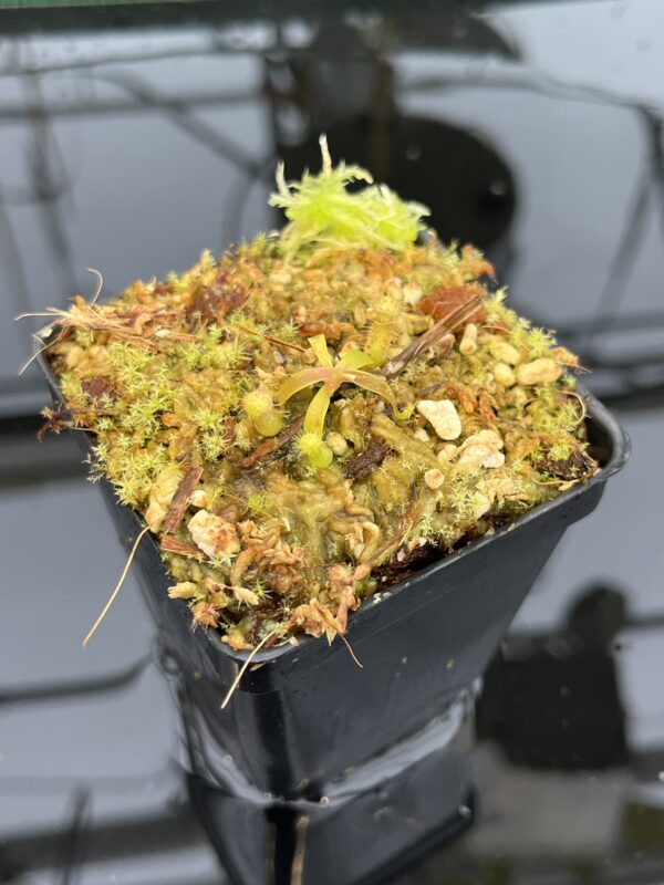 Close Up of Nepenthes (diabolica x hamata) x mantalingajanensis AW | MKS | Florae | Florae Collaborative | FC-429.02 | H21042