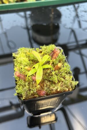 Close Up of Nepenthes diatas x villosa | JH | Florae | Clone 5 | Florae Collaborative | FC-391.05 | 20874