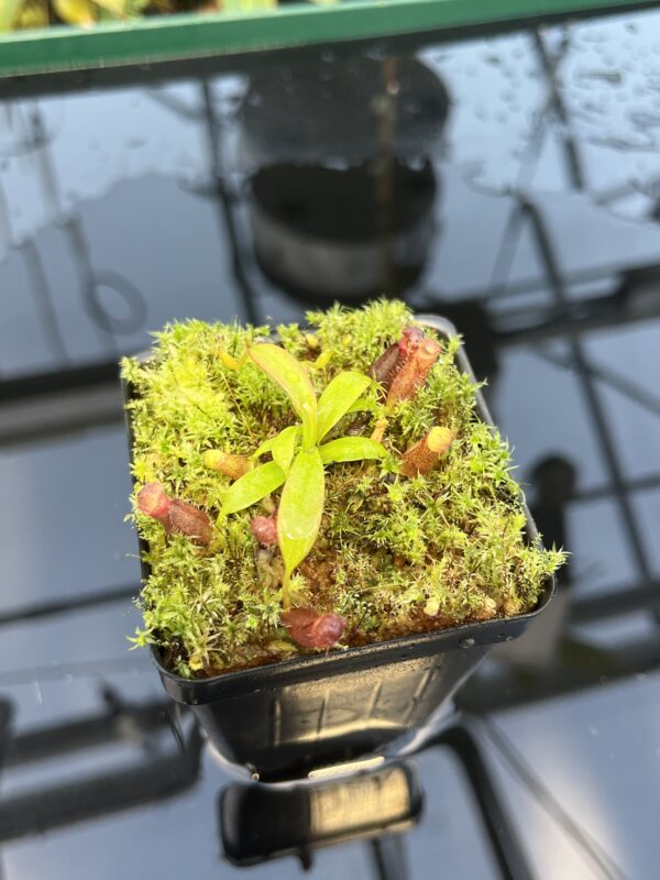 Close Up of Nepenthes diatas x villosa | JH | Florae | Clone 5 | Florae Collaborative | FC-391.05 | 20874