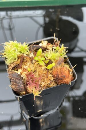 Close Up of Nepenthes edwardsiana | Florae | Clone 3 | Florae Collaborative | FC-373.03 | 21048