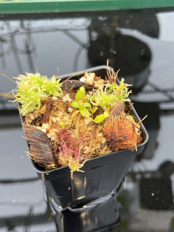 Close Up of Nepenthes edwardsiana | Florae | Clone 3 | Florae Collaborative | FC-373.03 | 21048