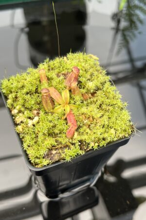 Close Up of Nepenthes ephippiata Hose Mountains | JH | Florae Collaborative | FC-45.02 | 20741