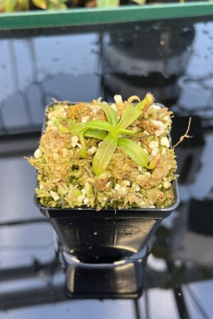 Close Up of Nepenthes ephippiata Hose Mountains | JH | Florae Collaborative | FC-45.02 | 20876