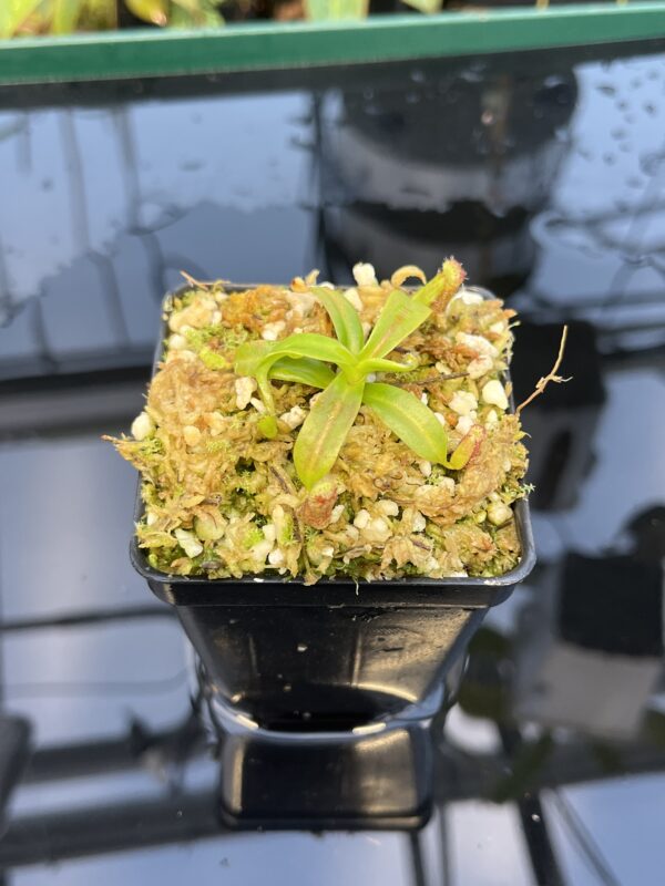 Close Up of Nepenthes ephippiata Hose Mountains | JH | Florae Collaborative | FC-45.02 | 20876