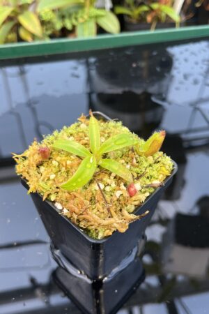 Close Up of Nepenthes ephippiata Hose Mountains | JH | Florae Collaborative | FC-45.06 | 20878