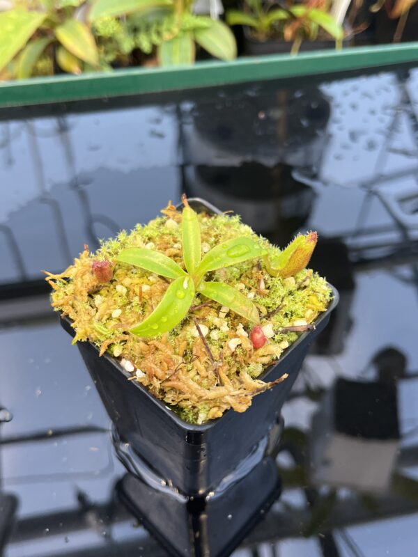 Close Up of Nepenthes ephippiata Hose Mountains | JH | Florae Collaborative | FC-45.06 | 20878