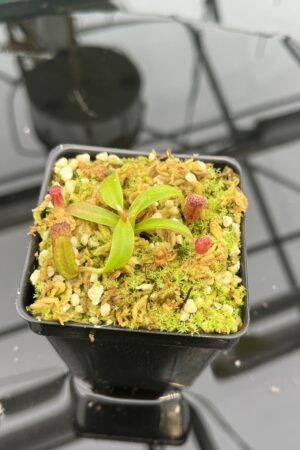 Close Up of Nepenthes ephippiata Hose Mountains | JH | Florae Collaborative | FC-45.06 | 20953