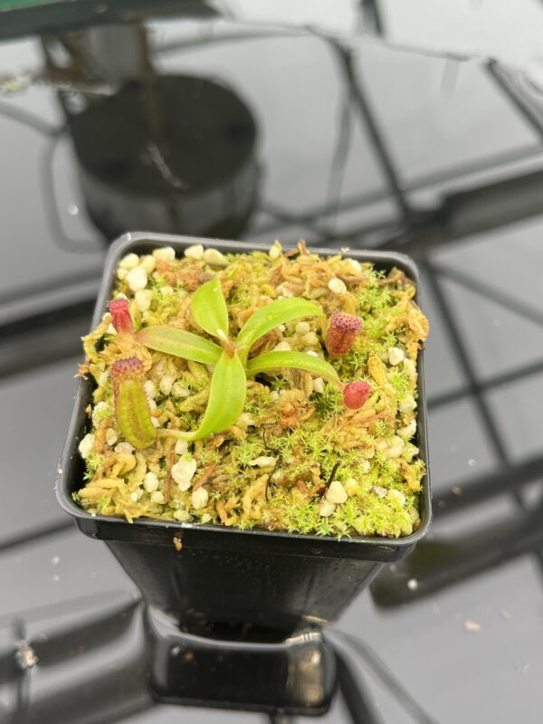 Close Up of Nepenthes ephippiata Hose Mountains | JH | Florae Collaborative | FC-45.06 | 20953