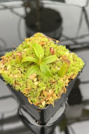 Close Up of Nepenthes ephippiata Hose Mountains | JH | Florae Collaborative | FC-45.06 | 21032