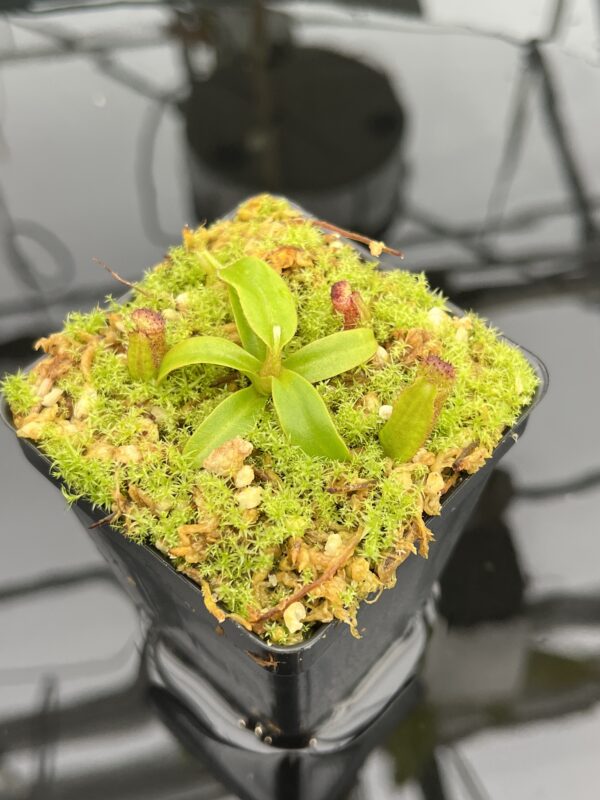 Close Up of Nepenthes ephippiata Hose Mountains | JH | Florae Collaborative | FC-45.06 | 21032