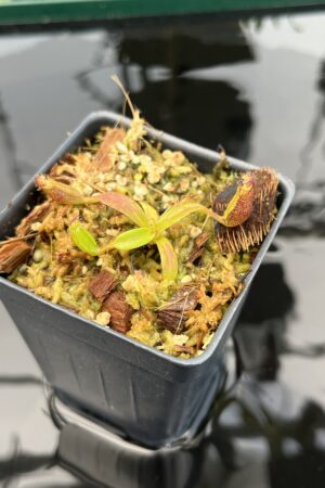 Close Up of Nepenthes ephippiata Hose Mountains | JH | Florae Collaborative | FC-45.07 | 20744