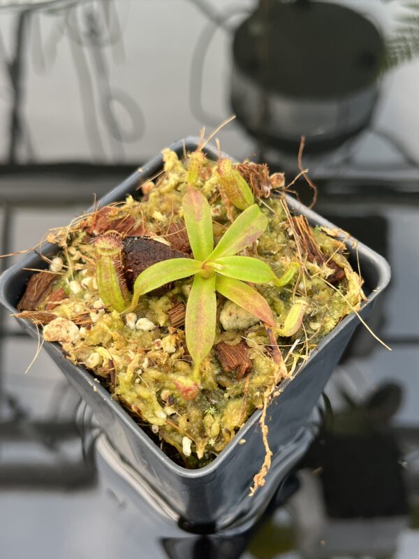 Close Up of Nepenthes ephippiata Hose Mountains | JH | Florae Collaborative | FC-45.07 | 20841