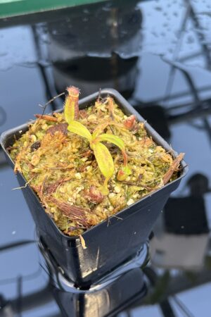 Close Up of Nepenthes ephippiata Hose Mountains | JH | Florae Collaborative | FC-45.07 | 20872