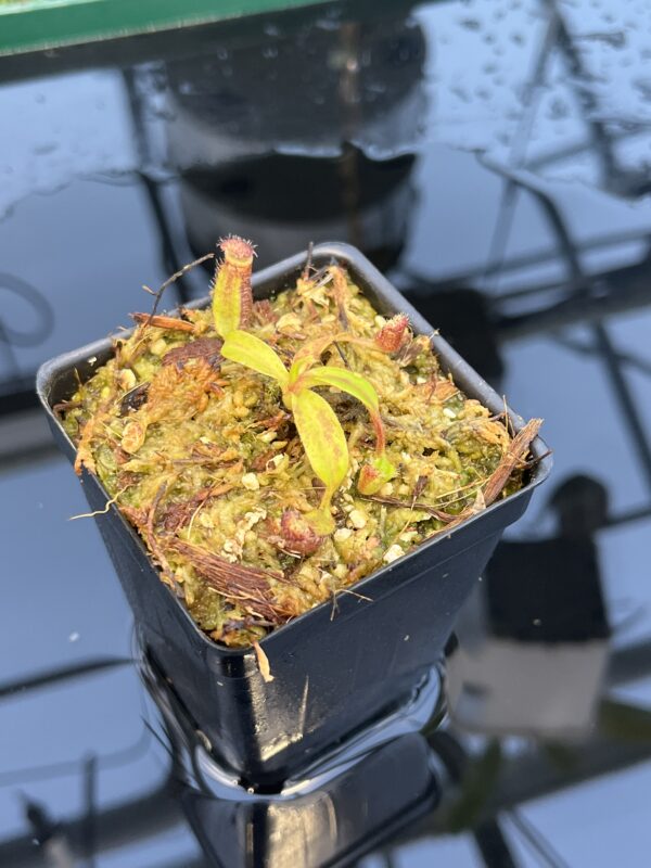 Close Up of Nepenthes ephippiata Hose Mountains | JH | Florae Collaborative | FC-45.07 | 20872