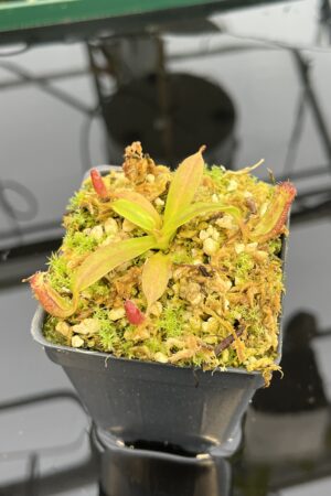 Close Up of Nepenthes ephippiata Hose Mountains | JH | Florae Collaborative | FC-45.07 | 21033