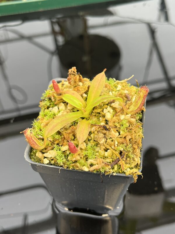 Close Up of Nepenthes ephippiata Hose Mountains | JH | Florae Collaborative | FC-45.07 | 21033