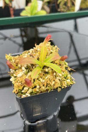 Close Up of Nepenthes ephippiata Hose Mountains | Jeremiah Harris | JH-45.03 | 20952
