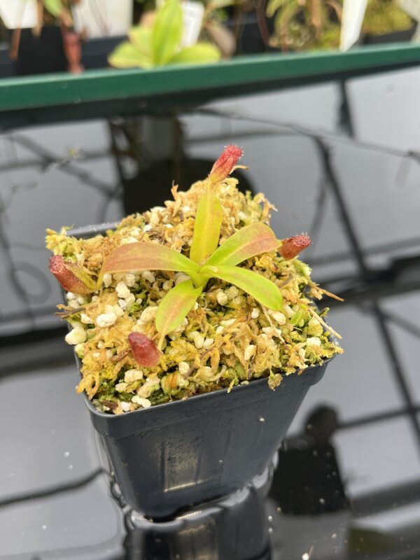 Close Up of Nepenthes ephippiata Hose Mountains | Jeremiah Harris | JH-45.03 | 20952