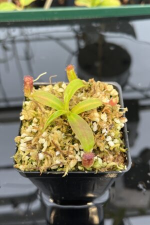 Close Up of Nepenthes ephippiata Hose Mountains | Jeremiah Harris | JH-45.03 | 21046
