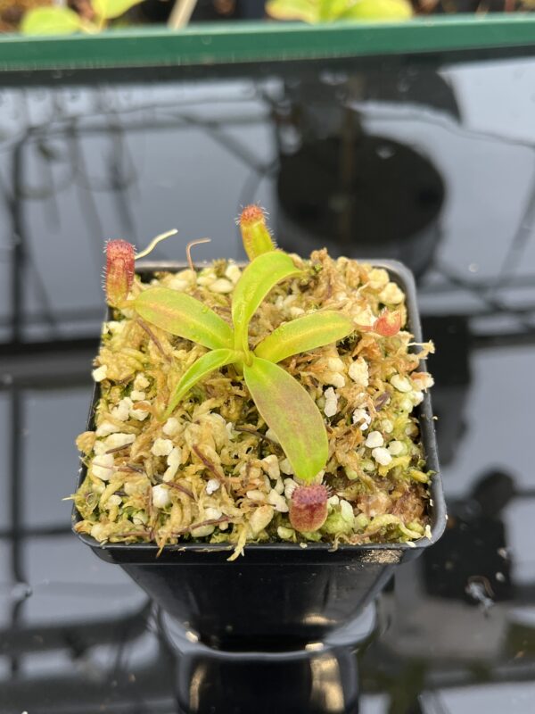 Close Up of Nepenthes ephippiata Hose Mountains | Jeremiah Harris | JH-45.03 | 21046