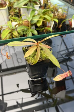 Close Up of Nepenthes eustachya x tenuis | Borneo Exotics | BE-3971 | 20855
