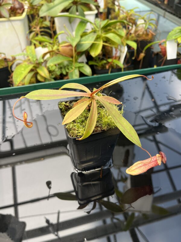 Close Up of Nepenthes eustachya x tenuis | Borneo Exotics | BE-3971 | 20855